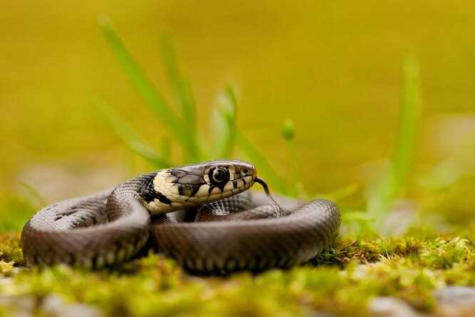 К чему снится Чёрная змея: толкование сна по различным сонникам