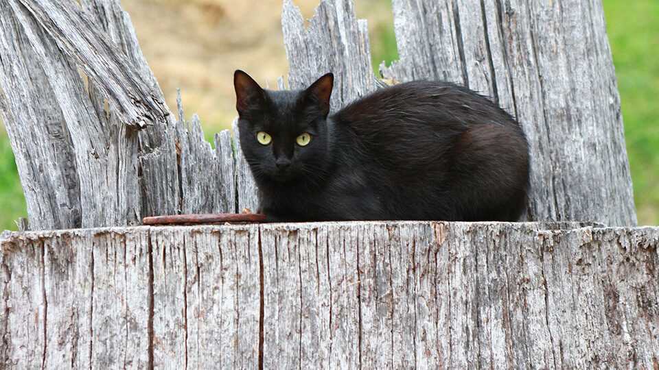 Смысл снов о черном коте по оккультному соннику