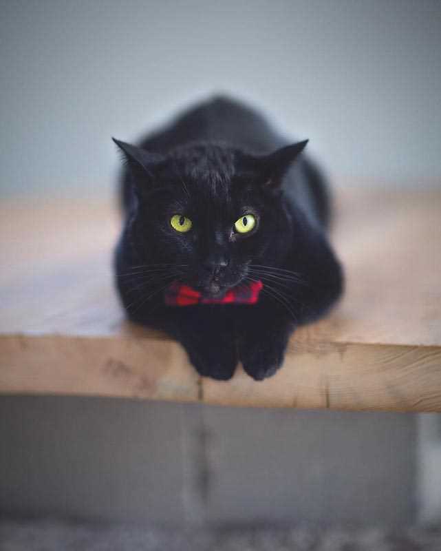К чему снится Чёрный кот: толкование сна по различным сонникам
