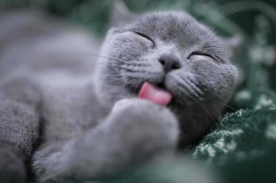К чему снится Чёрный котёнок: толкование сна по различным сонникам