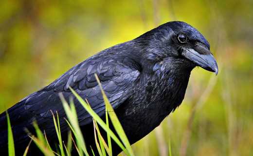 Толкование снов о черных воронах в разных культурах