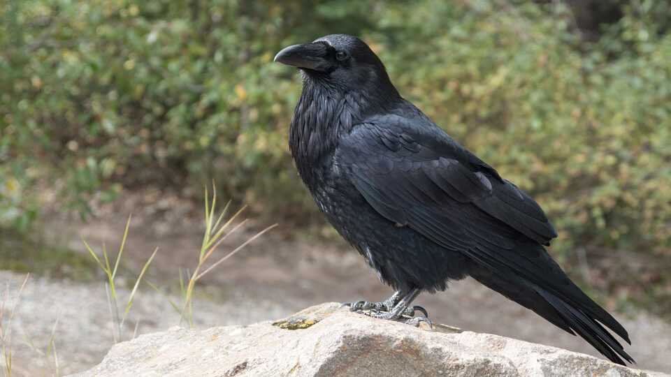 К чему снится Чёрный ворон: толкование сна по различным сонникам