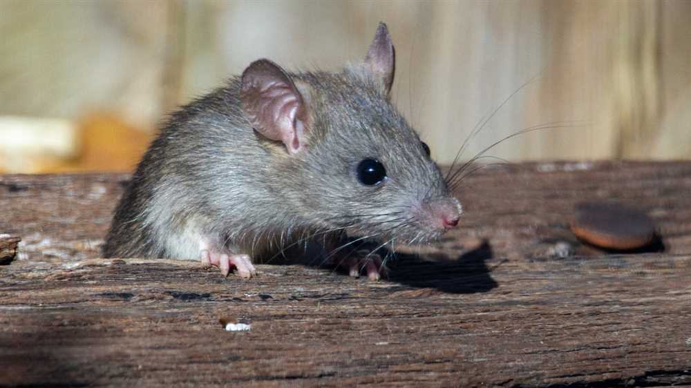 К чему снится дохлые крысы: толкование сна по различным сонникам