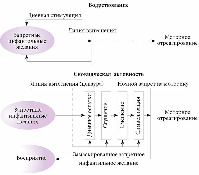 К чему снится горностай: толкование сна по различным сонникам