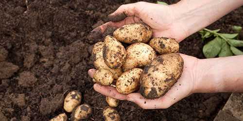 Толкование сна о картошке в научно-популярном соннике