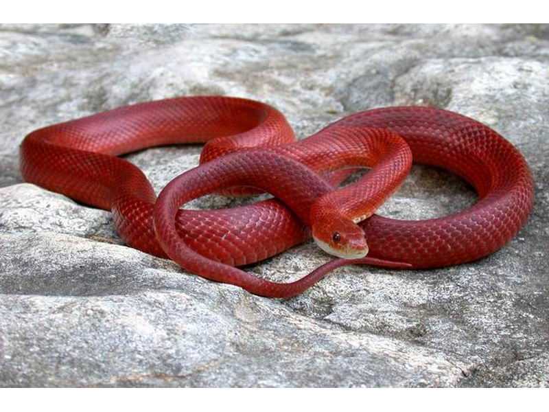 Змея красная в соннике Эссика: знак предстоящего неприятного события