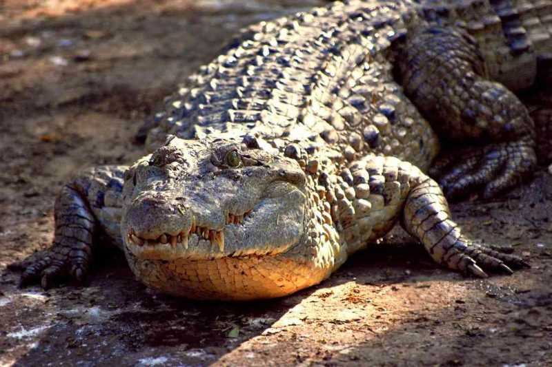 К чему снится Крокодил: толкование сна по различным сонникам
