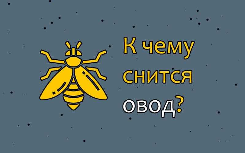 Овод во сне по соннику XXI века