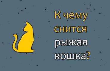 К чему снится Рыжий кот: толкование сна по различным сонникам