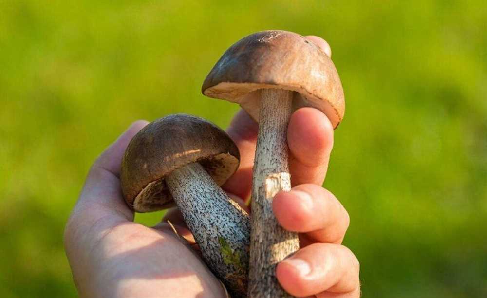 Сон о собирании грибов: важные нюансы в соннике Лоффа