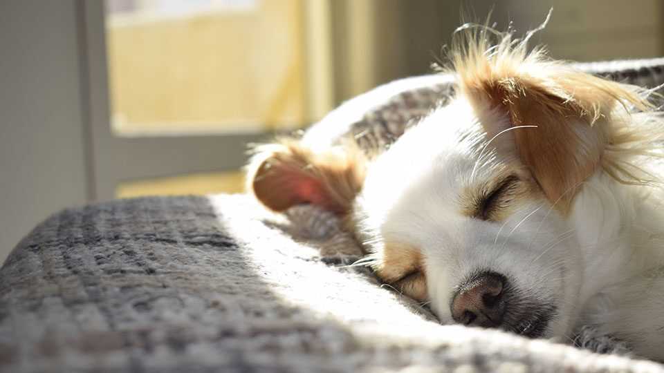 К чему снится Укусила собака: толкование сна по различным сонникам