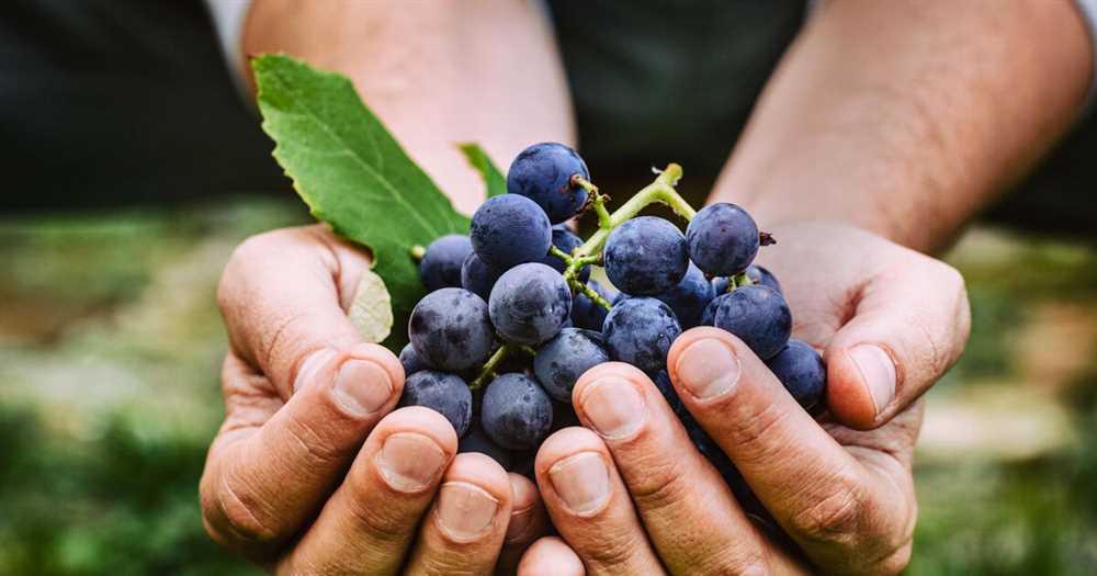 Толкование сна о винограде в древнем греческом соннике