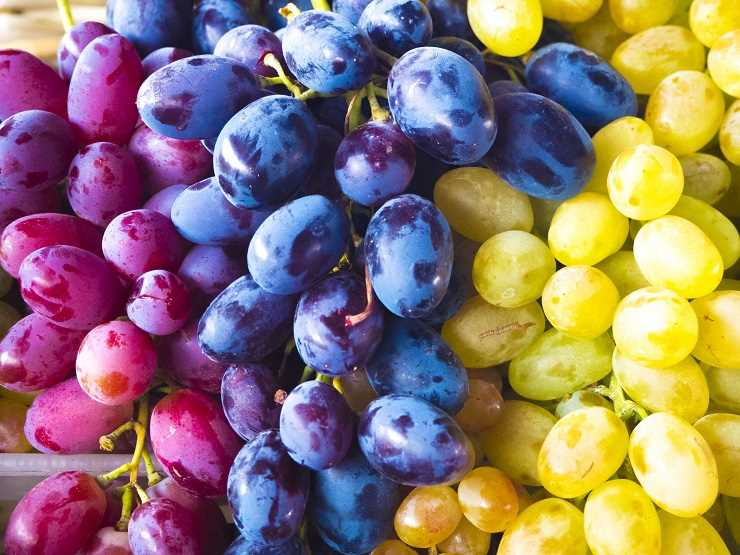 К чему снится виноград: толкование сна по различным сонникам