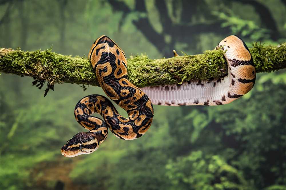 Сотовый сонник: жёлтая змея