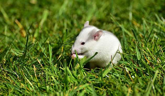 К чему снится живая крыса: толкование сна по различным сонникам
