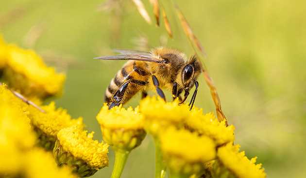 К чему снятся Пчелы: толкование сна по различным сонникам