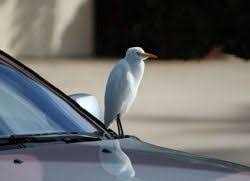 Сбить птицу на машине, примета: голубя, по дороге на свадьбу